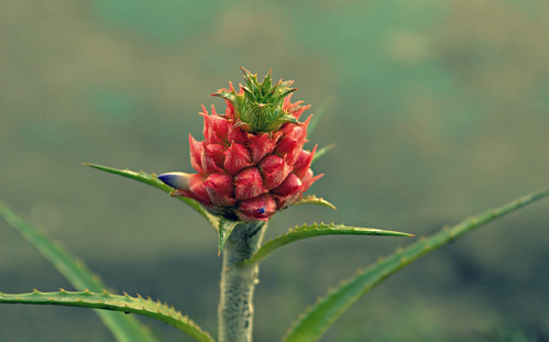 nikon natureza flor bromélia ananás fredmatos ruby10 ruby5