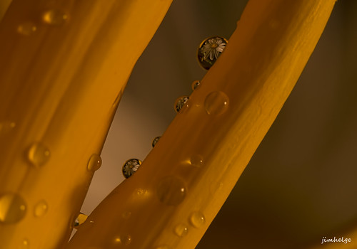 macro reflection yellow canon drops close 100mm dew daisy droplet destortion eos550