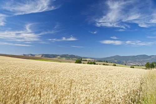 beautiful field wheat scenic washingtonstate wilbur
