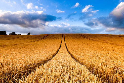 sunset barley golden wheat bedfordshire explore fields britishcountryside explored