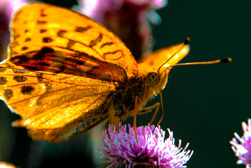 butterfly insect butterflies argynnispaphia silverwashedfritillary kejserkåbe greenishsilverwashedfritillary