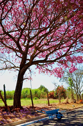 pink tree colors beauty contrast nikon day rosa rafael odc soares ourdailychallenge