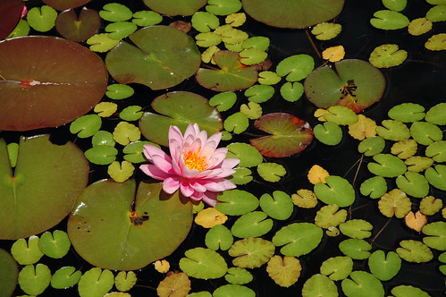 usa house flower rock wisconsin lotus