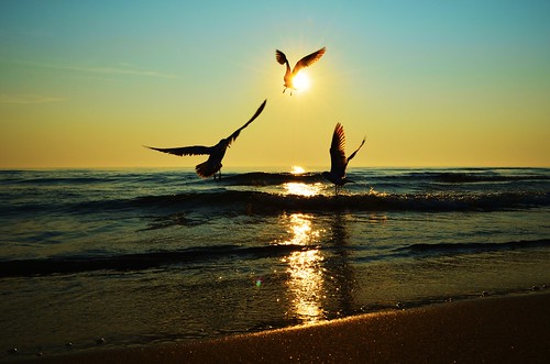 morning sun seagulls ontario canada beach water burlington sunrise nikon waves bfg powerofthree d5100 competitioncorner