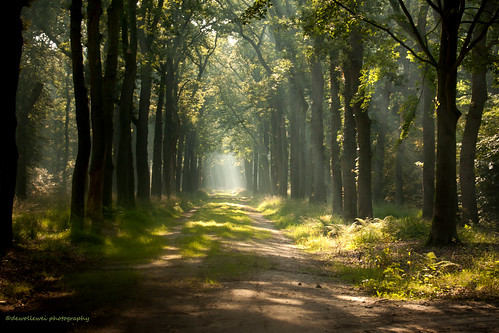 trees light forest explore raysoflight ommen eerde explored