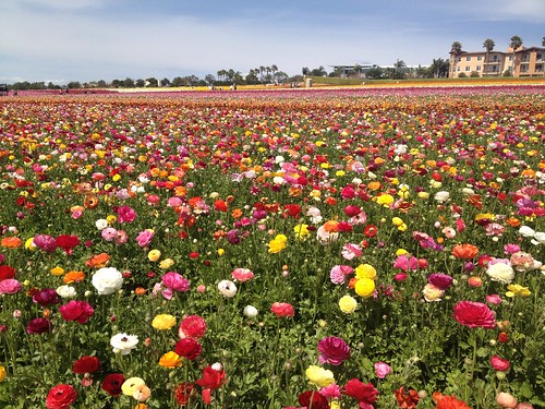 california flowers roses flower colorful pretty view sandiego socal southerncalifornia