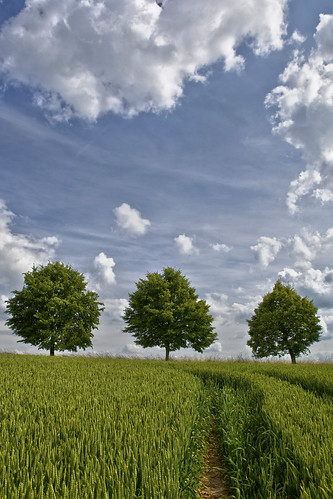 trees sky field clouds germany countryside cornfield wheat himmel wolken landschaft bäume dorp acker linde mettmann weizen tiliaplatyphyllos sommerlinde