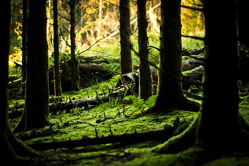 trees fern colour green forest moss northernireland