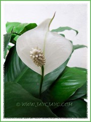 Potted Spathiphyllum spp. 'Mauna Loa Supreme' (Peace Lily) at our courtyard, July 22 2012