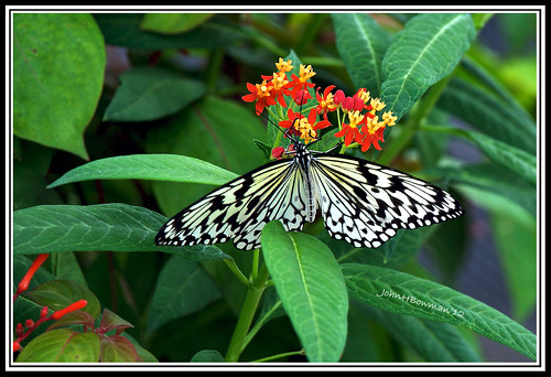 virginia henricocounty parks localparks lewisginterbotanicalgarden animals smallanimals butterflies treenymph july2012 july 2012 canon702004l