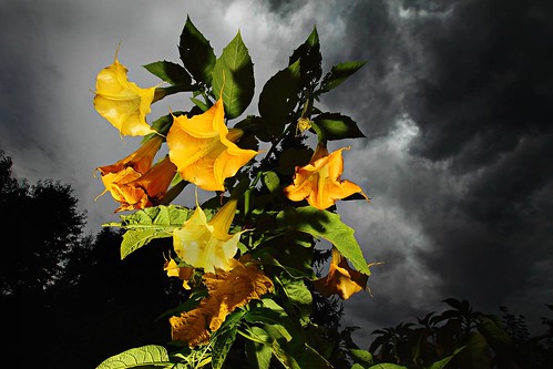 light storm flower nature toxic weather clouds contrast germany dark hope europe bright blossom wideangle drug thunderstorm brugmansia engelstrompete