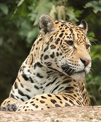 Edinburgh Zoo: Amur Leopard female