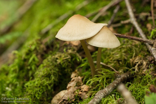 saintebrigittedelaval québec canada champignons sauvages wild mushrooms tamron90mmmacro