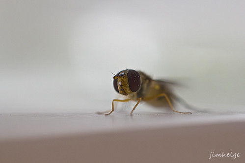 macro eye closeup fly close dust eos550