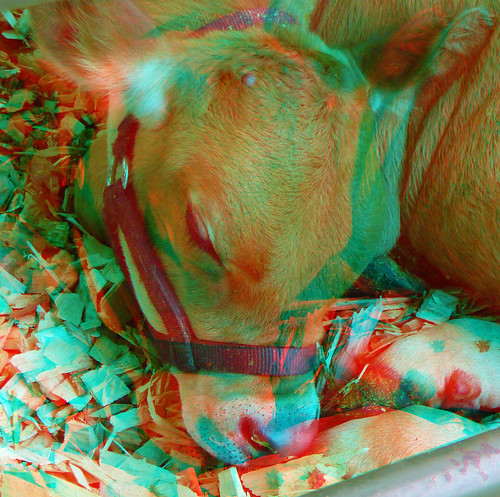 county stereoscopic stereophoto 3d cattle sheep plymouth fair anaglyph iowa stereo goats pigs countyfair redcyan 3dimages 3dphoto 3dphotos 3dpictures stereopicture plymouthcountyfair