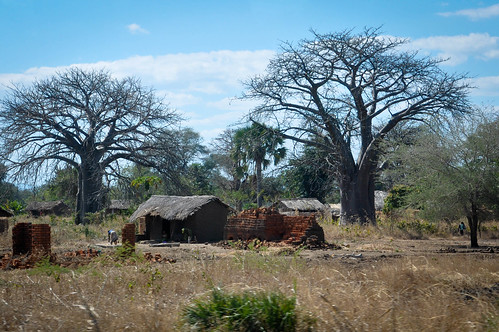 africa malawi 2012 baobab skiprussell
