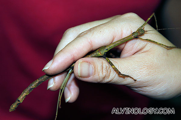 Long stick insect