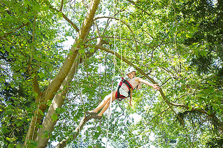 Aug. 11 2012 Tree Climbers in Laurelhurst Park