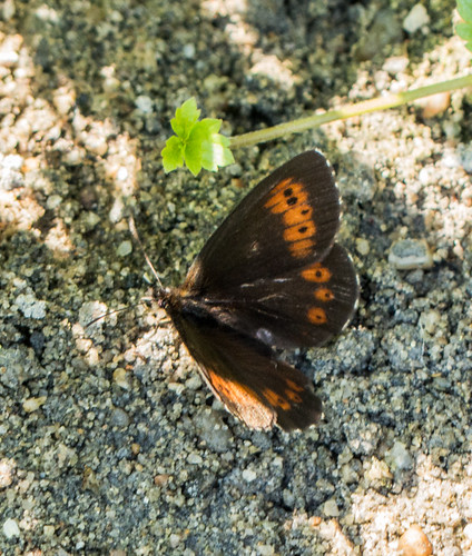 bulgaria butterfliesringlets butterflymoth europe largeringlet peterphoto bachkovo plovdiv