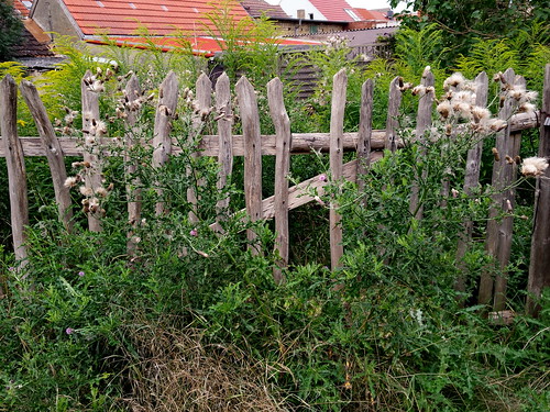 fence wood germany weeds plants outdoor