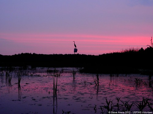 bird birds sunrise survey greatblueheron census marshbirds gmnwr gbhe