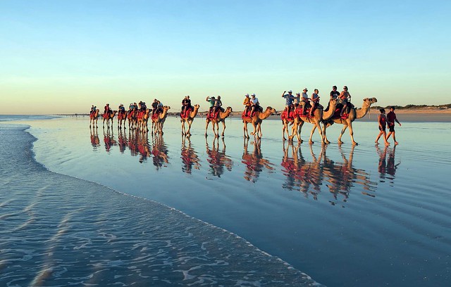camels on Cable Beach australia 