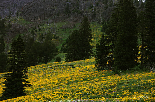 trees sunrise rocks yellowstonenationalpark yellowstone wildflowers np dunravenpass wyojones