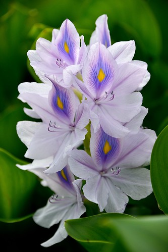 Jacinthe d'eau / Water hyacinth
