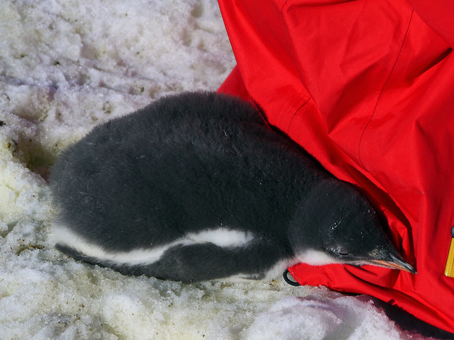 snuggling penguin chick