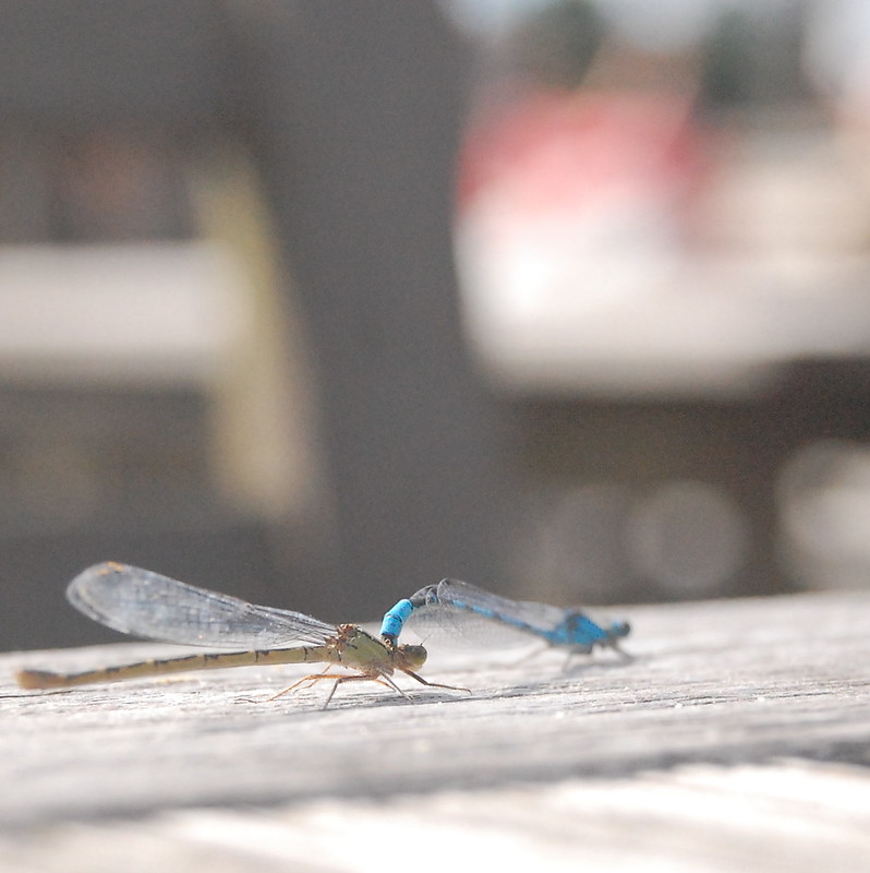 Dragonfly: Wild Unknown Animal Spirit Deck – Unlocking Words