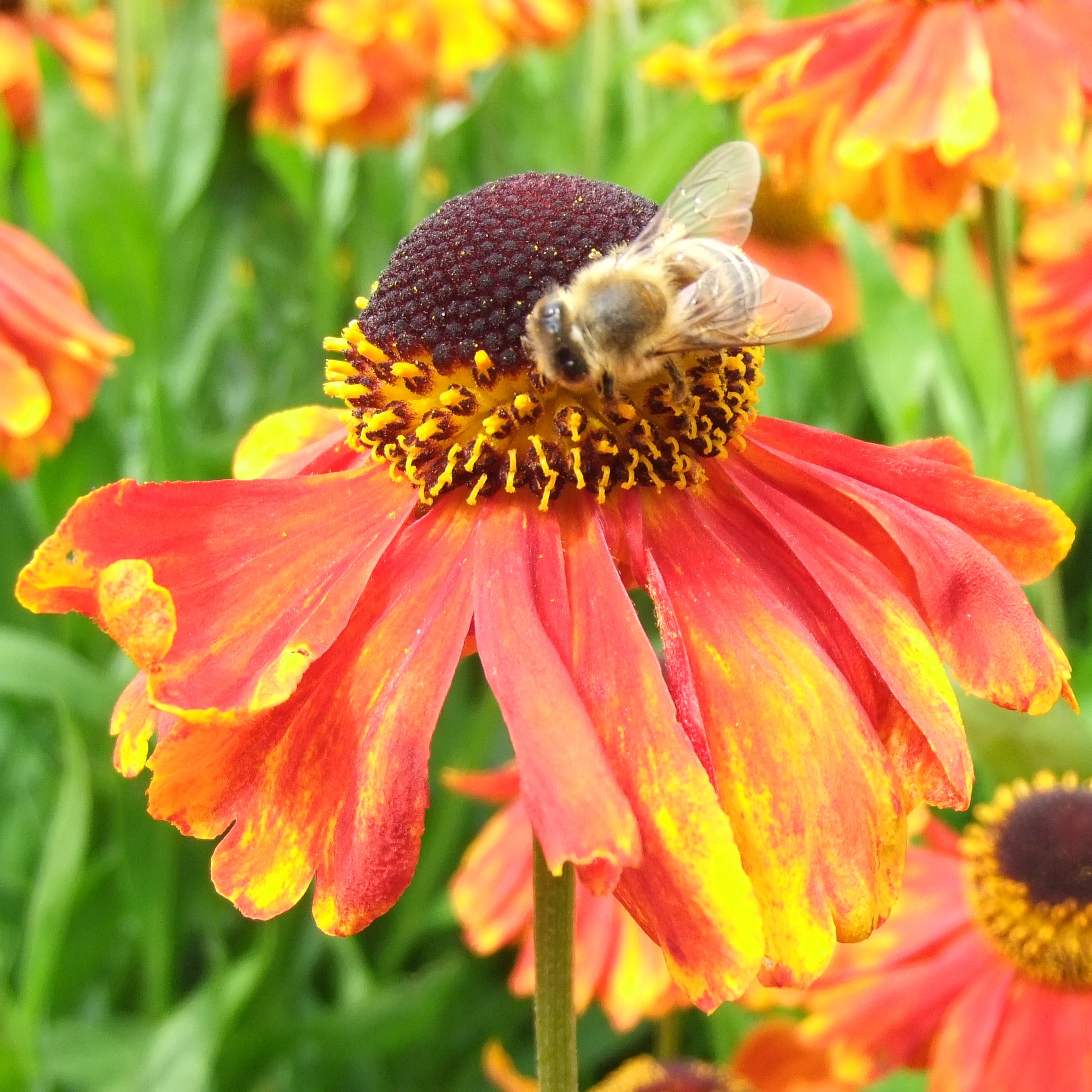 Honey Bee on Reddish Orange Helenium, Royal Botanic Gardens, KEW @ 21 July 2012 (P2 of 3)