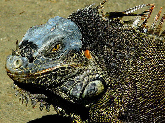 2011 HONDURAS-351 ROATAN ISLAND Iguana 洪都拉斯 羅阿坦島 鬣蜥