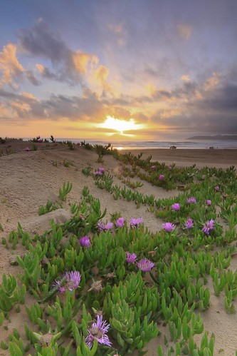 california county ca sunset plants beach succulent sand purple dunes grover sanddune slo succulents sanluisobispo groverbeach pismostatebeach groverbeachcalifornia
