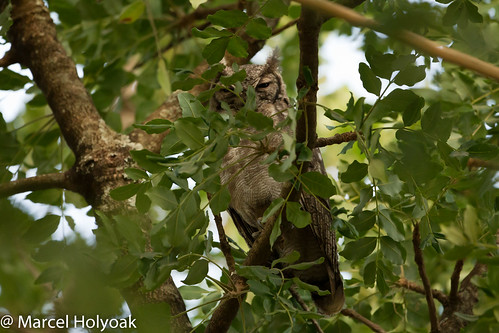 birds owls cameroon greyisheagleowl adamawa ngaoundere bubocinerascens grayisheagleowl