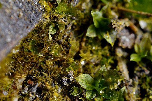 brazil southamerica moss mosses gametophyte bryophyta protonema
