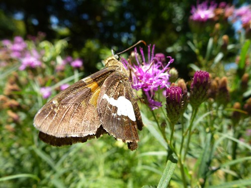 brown butterfly insects bugs monarda raleighnc brownskipper