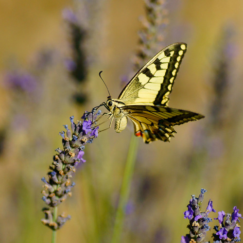 summer france macro butterfly ngc lavender landing npc zomer frankrijk 2012 vlinder koninginnepage lavendel atsjebosma mirabelauxbaronnies