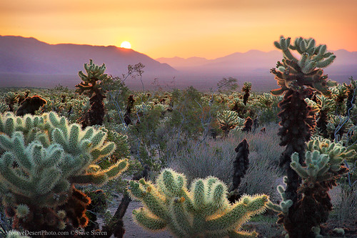 california sunset plants nature sunrise garden photo nationalpark flora icons glow desert fineart joshuatree catus sonoran desolate cholla mojavedesert pintobasin