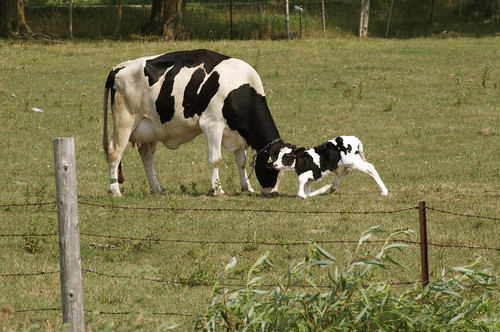 new summer ontario animal animals standing cow photo milk cattle farm farming birth august pasture newborn dairy calf livestock tryingtostand nancyarmstrongt