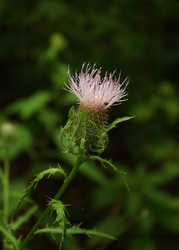 wildflower pink thistle