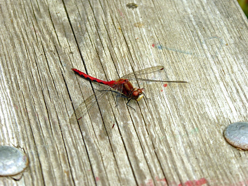 canada alberta outdoor panasoniclumix battlelake insect dragonfly