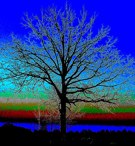 tree digital colorful mo missouri psychodelic digitalmanipulation southforkmo