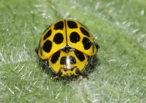 22-Spot Ladybird 10207