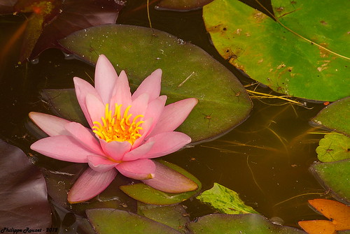 water fleur eau lily nénuphar bassin marre