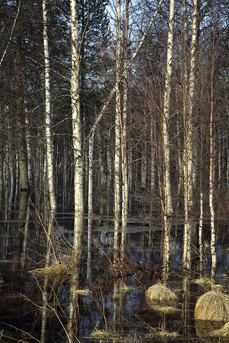 trees tree water forest suomi finland koivu flooding flood birch hay floods flooded tulva ouluntie