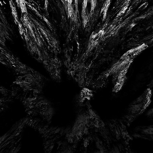 yosemite sequoia mariposagrove