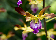 Orchid - Singapore Botanic Gardens