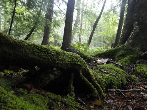 rain forest catskills appalachianmountains дождь mongaup катскилл катскильскиегоры