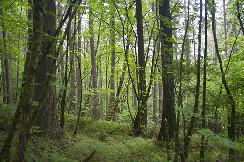 trees green nature beautiful oregon forest butte trails eugene spencersbutte