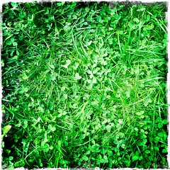 #Ilovelevert #vert #green - Photo of Gaudiempré